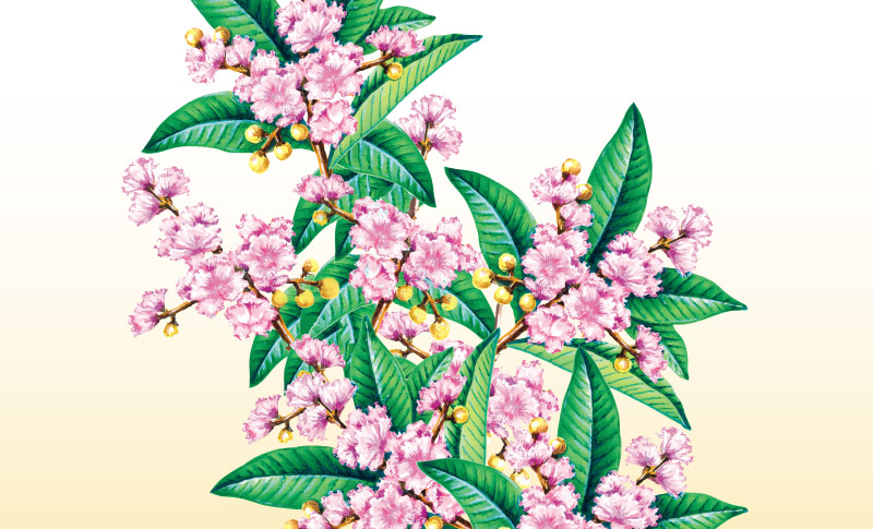 バナバ茶